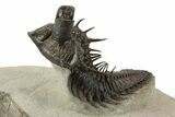 Amazing, Tower Eyed Erbenochile Trilobite - Morocco #241438-2